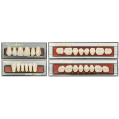 Dents SR ORTHOTYP - Ivoclar Dents SR ORTHOTYP - Ivoclar