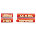 Dents SUPER LUX - Major
